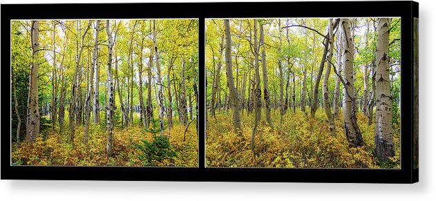 Scenic Acrylic Print featuring the photograph Enchanting Forest by James BO Insogna