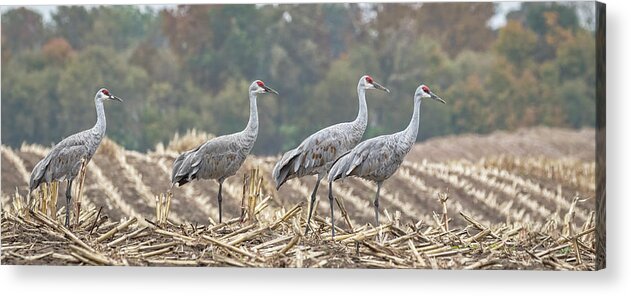 Sandhill Cranes Acrylic Print featuring the photograph Fall Cranes 2016 by Thomas Young