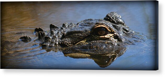  Acrylic Print featuring the photograph Menacing Alligator by Kimberly Woyak