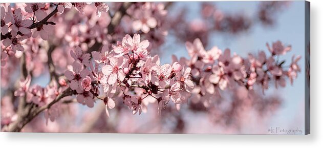 Flowers Acrylic Print featuring the photograph Pretty in Pink by Wendy Carrington