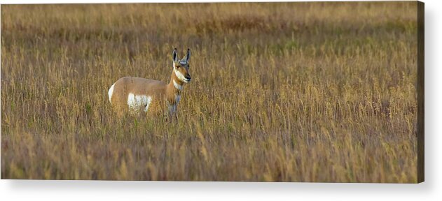 Pronghorn Acrylic Print featuring the photograph Pronghorn At Golden Hour by Yeates Photography
