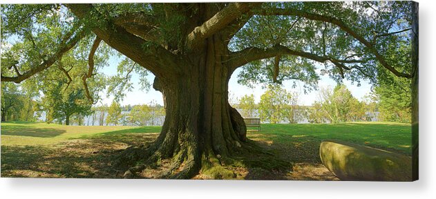Shade Tree Acrylic Print featuring the photograph Shade Tree 2 Panoramic by Mike McGlothlen