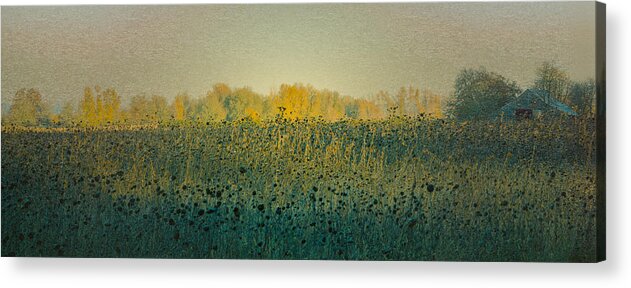 Barn Acrylic Print featuring the photograph Sunflowers and the Barn by Don Schwartz