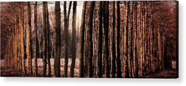 Trees Acrylic Print featuring the photograph Trees Gathering by Wim Lanclus