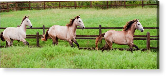 Horse Acrylic Print featuring the photograph Lusitano Horses, Bahia, Brazil #1 by Mint Images/ Art Wolfe