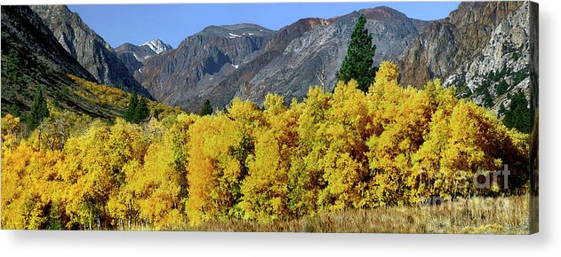 Dave Welling Acrylic Print featuring the photograph Fall Color Eastern Sierras California by Dave Welling