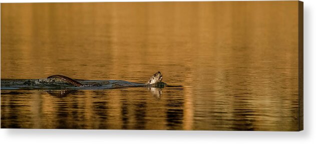 River Otter Acrylic Print featuring the photograph Otter Catch by Yeates Photography