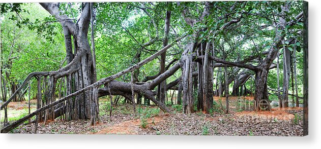 Banyan Tree Acrylic Print featuring the photograph Thimmamma Marrimanu Banyan Tree by Tim Gainey