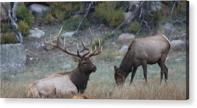 Bull Elk Acrylic Print featuring the photograph Rocky Mountain Bull Elk and Cow by Doug Johnson