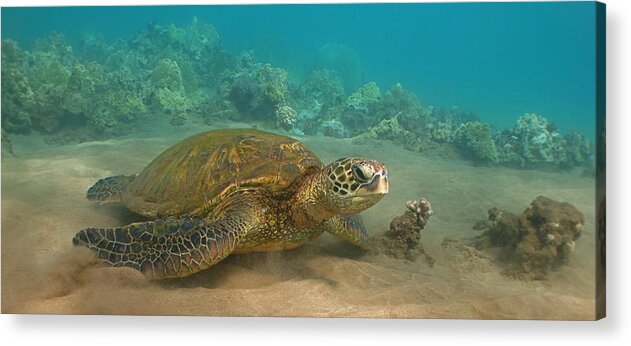 Hawaii Acrylic Print featuring the photograph Turtle Magic by Brian Governale