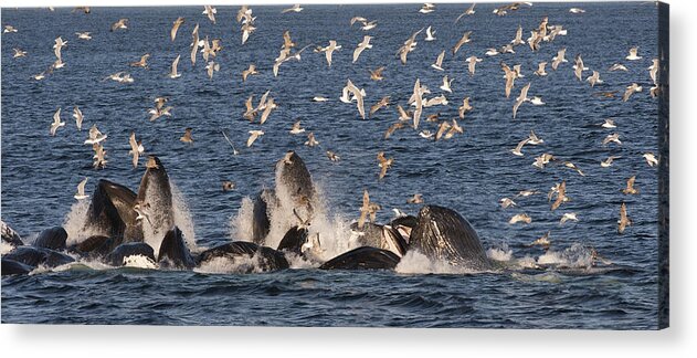 Feb0514 Acrylic Print featuring the photograph Humpback Whales Feeding With Gulls #2 by Flip Nicklin