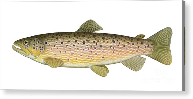 Brown Trout Acrylic Print featuring the photograph Brown Trout by Carlyn Iverson