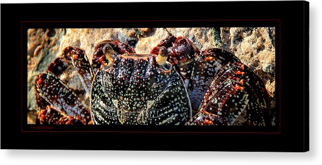 Crab Canvas Print Acrylic Print featuring the photograph Colorful Crab by Lucy VanSwearingen