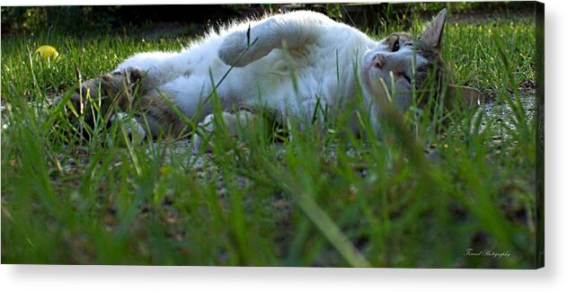 Cat Acrylic Print featuring the photograph Lazy Day by Debra Forand