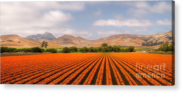 California Acrylic Print featuring the photograph Marigolds by Alice Cahill