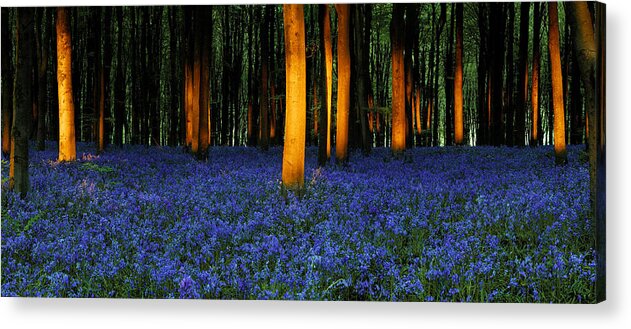 Bluebells Acrylic Print featuring the photograph Natures carpet by John Chivers