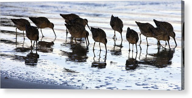Sand Piper Acrylic Print featuring the photograph Sand Pipers Reflected by Josh Bryant