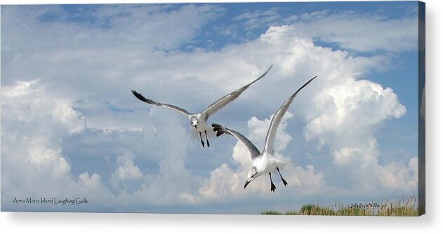 Flying Acrylic Print featuring the photograph Anna Maria Laughing Gulls by Judy Waller