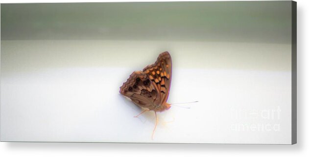 Butterfly Acrylic Print featuring the photograph Butterfly on my car by Merle Grenz