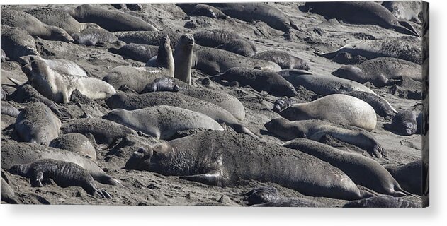 Highway 1 Acrylic Print featuring the photograph California Benched Seals by John McGraw