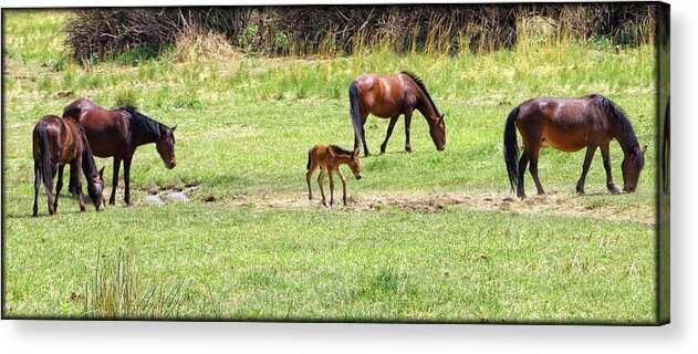 Horses Acrylic Print featuring the photograph Roaming Freely by Elaine Malott