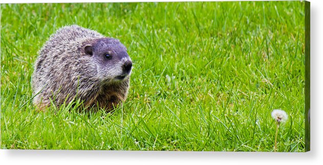 Groundhog Acrylic Print featuring the photograph The Hunting Groundhog by Jonny D