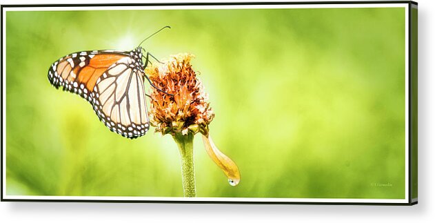 Monarch Butterfly Acrylic Print featuring the photograph Monarch Butterfly on Zinnia Flower Seedhead by A Macarthur Gurmankin