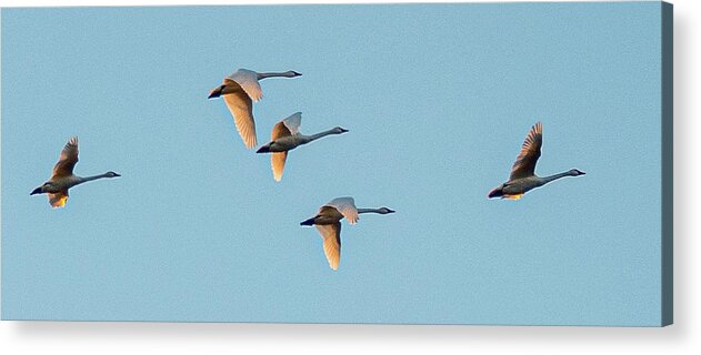 Birds Acrylic Print featuring the photograph Tundra Swan by Minnie Gallman