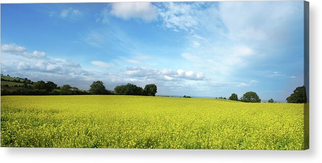 Panoramic Acrylic Print featuring the photograph Yellow Field 01 by Lpettet