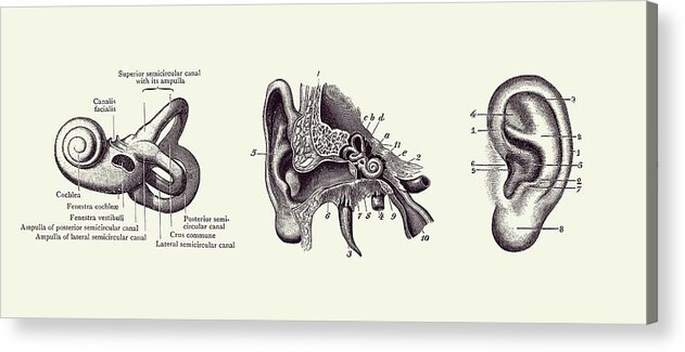 Ear Acrylic Print featuring the drawing Human Ear Anatomy Diagram - Vintage Print 2 by Vintage Anatomy Prints