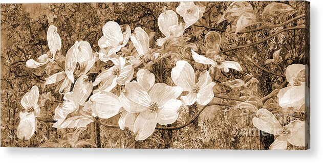 Texas Park Acrylic Print featuring the painting View Beyond Dogwood-flowering dogwood sepia tone by Hailey E Herrera