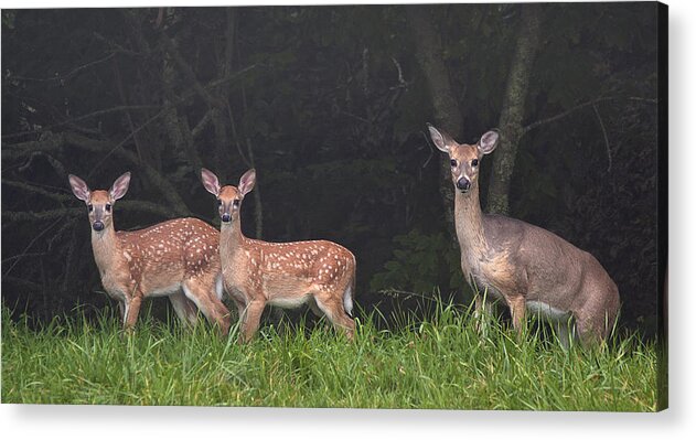 Deer Acrylic Print featuring the photograph Three Does by Ken Barrett