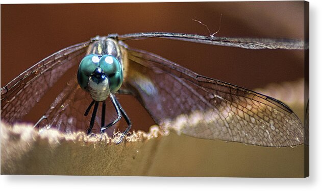 Insect Acrylic Print featuring the photograph Watched by a Dragonfly by Portia Olaughlin