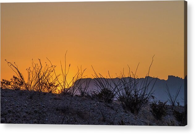 Sunrise Acrylic Print featuring the photograph Sunrise With Ocotillo #1 by Al White