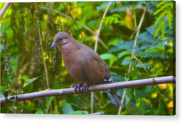 Dove Acrylic Print featuring the photograph Mourning Dove cooling out by David Alexander