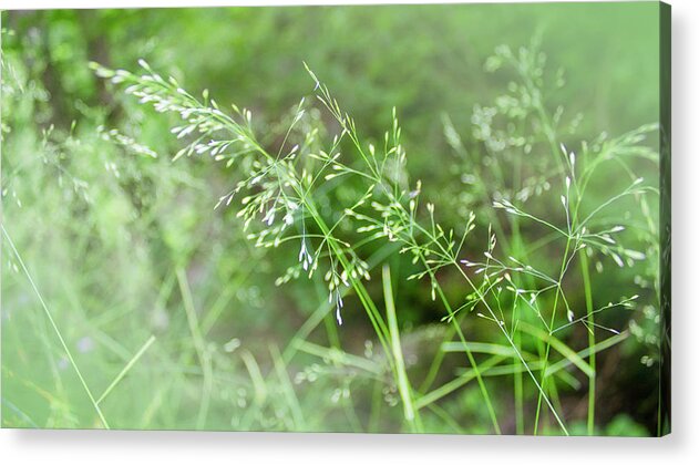 Herbs Acrylic Print featuring the photograph Herbs close up by Vlad Baciu