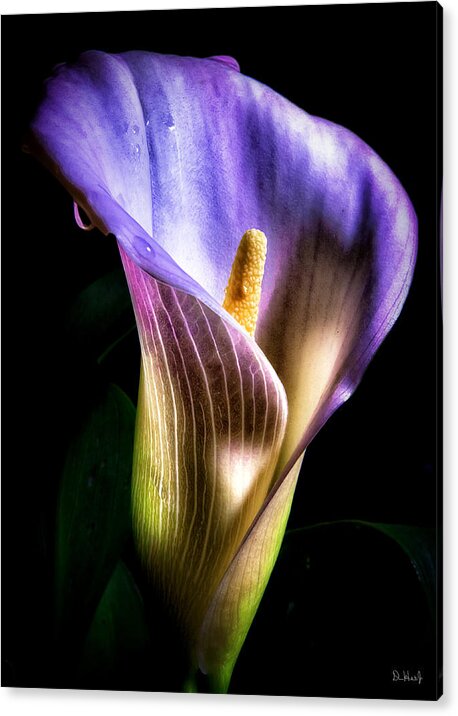 Flower Acrylic Print featuring the photograph Colors by Don Hoekwater Photography