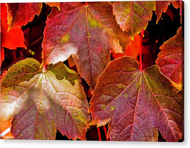 Leaves Acrylic Print featuring the photograph Leaves by Tommy Farnsworth
