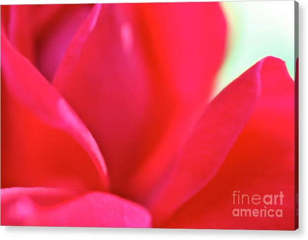 Cathy Dee Janes Acrylic Print featuring the photograph Rose Essence Study 2 by Cathy Dee Janes