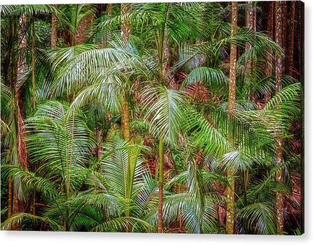 Web-portfolios Acrylic Print featuring the photograph Deep in the Forest, Tamborine Mountain by Dave Catley