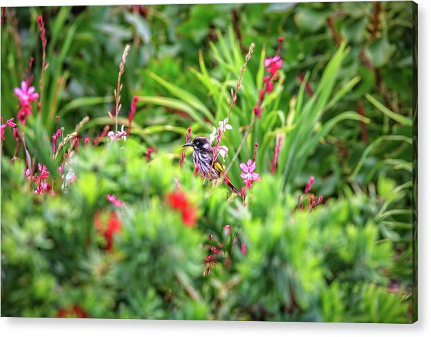 Mad About Wa Acrylic Print featuring the photograph Honey Eater, Bushy Lakes by Dave Catley