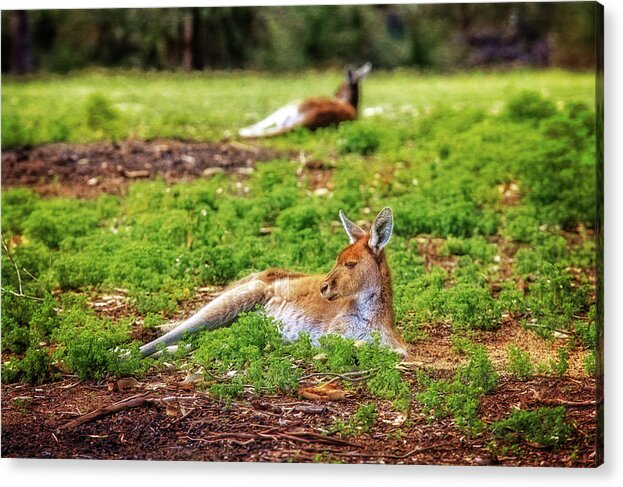Mad About Wa Acrylic Print featuring the photograph Just Chillin, Yanchep National Park by Dave Catley
