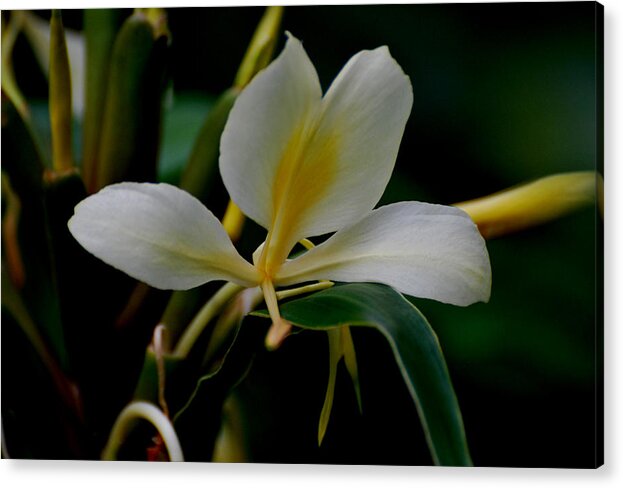 Hawaii Acrylic Print featuring the photograph Yellow Ginger by Ilihia Photography