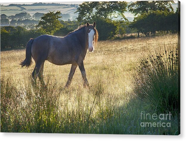 Clydesdale Horse Draught Horse Heavy Horse Scotland Hillside Golden Mist Sunshine Morning  Acrylic Print featuring the photograph The Morning Walk by Kype Hills