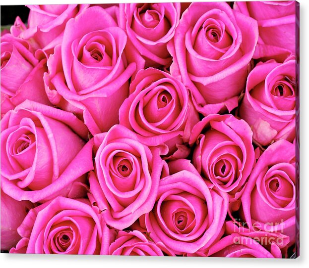 Backgrounds Acrylic Print featuring the photograph Fuschia colored roses by Bruce Block