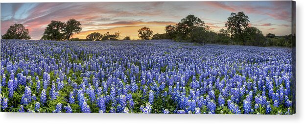 Bluebonnet Images Acrylic Print featuring the photograph Bluebonnet Panorama from San Saba County at Sunset by Rob Greebon