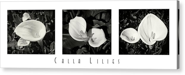 Collage Acrylic Print featuring the photograph Calla Lilies Horizontal with Title by David Doucot