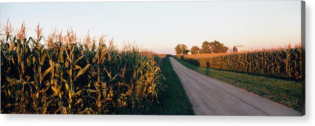 Photography Acrylic Print featuring the photograph Dirt Road Passing Through Fields by Panoramic Images