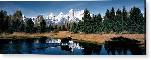 Photography Acrylic Print featuring the photograph Moose & Beaver Pond Grand Teton by Panoramic Images