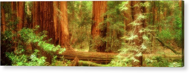 Photography Acrylic Print featuring the photograph Muir Woods, Trees, National Park by Panoramic Images